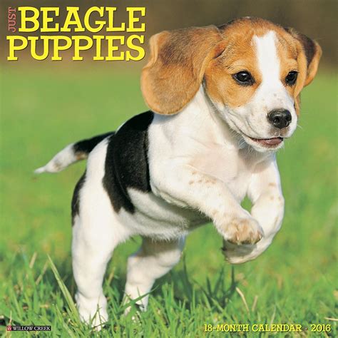 Initially bred to be a hunting and tracking dog, beagles she is a great companion and adapted to her new surroundings within a day. Buy Beagle Puppies - 2016 Calendar 12 x 12in in Cheap ...