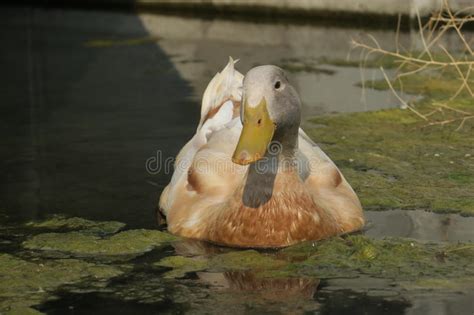 Lazy Duck Stock Photo Image Of Ducks Ripples Foraging 58194346