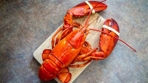 why does lobster have to be cooked alive