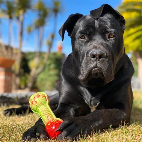 15 Pictures Only Cane Corso Owners Will Think Are Funny Page 4 Of 5
