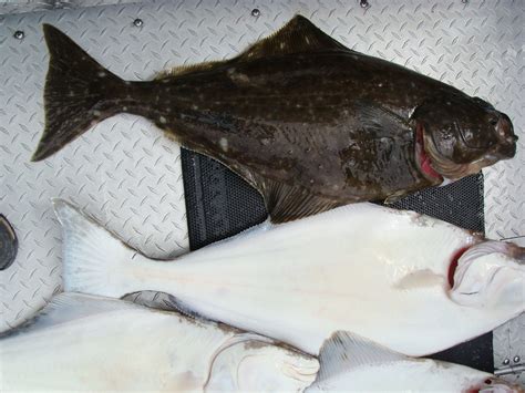 Halibut Dumping Stirs Fight Among Fishing Fleets In Alaska