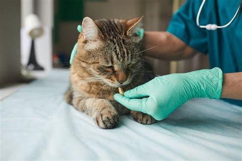 Acromegaly In Cats Causes Symptoms And Treatment