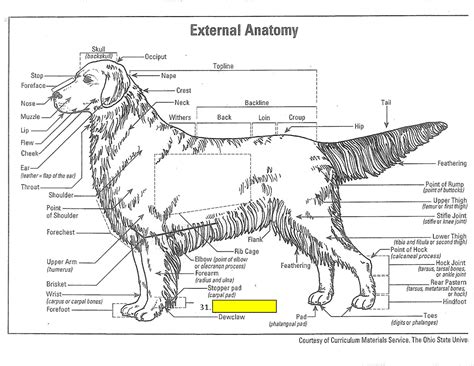 Parts of the body, human body parts: External Dog Anatomy - Ohio 4H - 4h Dog with Rose at ...