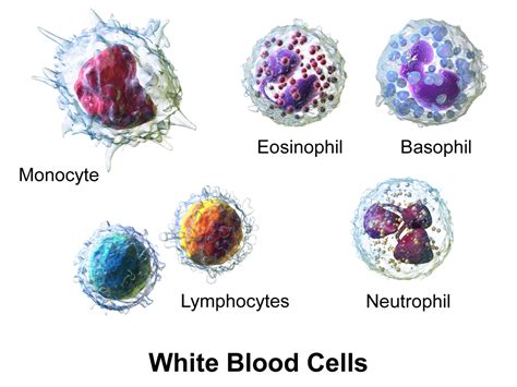 Dangers Of High And Low White Blood Cells Underlying Factors