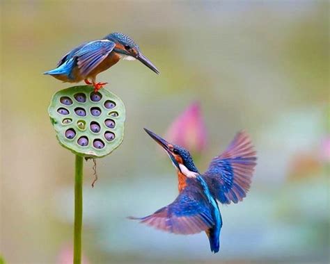 Pin By Pearl Aranda On Lotus Flower And Water Lily Flower Kingfisher