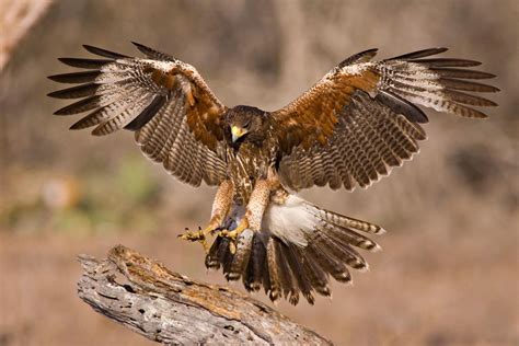 Harriss Hawk Birds Of Prey Bird Prey
