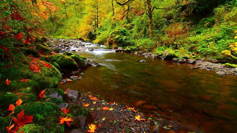 Stream Full Hd Wallpaper And Background 2560x1440 Id420707