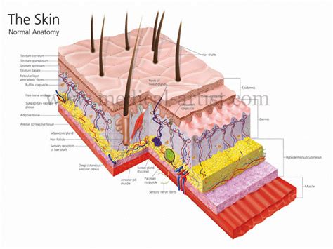 Images And Illustrations Of The Anatomy Of The Skin By Uk Based