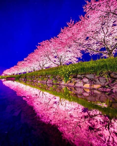 Cherry Blossoms In Fukuoka Japan Rmostbeautiful