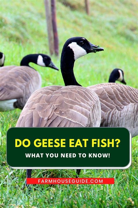 Geese Eat Fish But Not All The Time Geese Are Herbivores That Enjoy