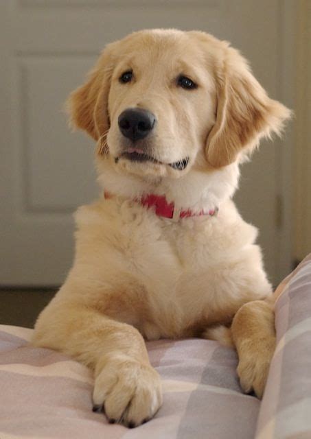 Just Golden Retrievers 1 Lovable Breed 20 Photos A Day On