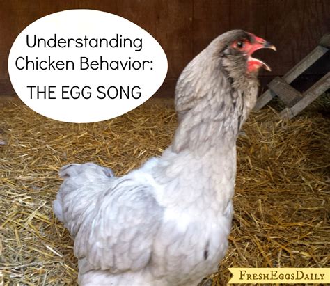 Understanding Chicken Behavior Interpreting The Egg Song Fresh Eggs