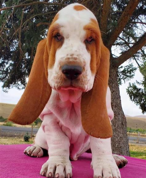 Basset Hound Puppies For Sale Home