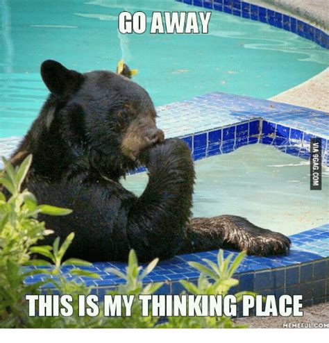 19 Hilarious Black Bear Meme That Make You Smile Memesboy