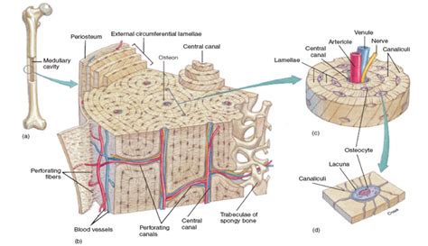 Anatomy Compact Bone Tissue Lacunae