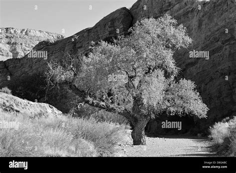 Desert Tree Black And White Stock Photos And Images Alamy