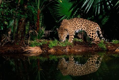 ¿eres Capaz De Distinguir A Un Jaguar De Un Leopardo National