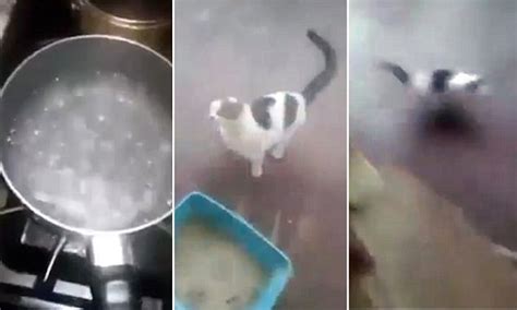 Man Throws Boiling Water Over A Cat That Is Left In Agony In Video