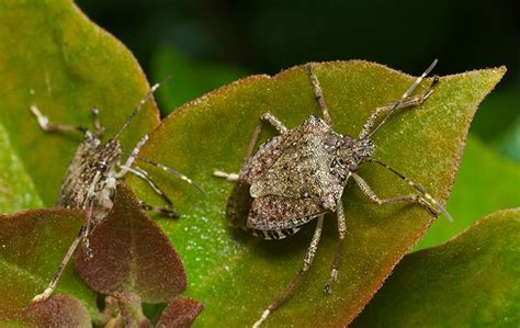 Comprehensive Guide To Stink Bug Identification Control And Prevention