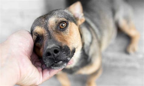 5 Benefits Of Adopting An Adult Pet The Dogington Post