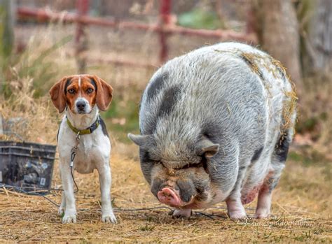 65 Cute Farm Animal Photos You Need To See Readers Digest