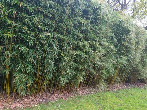Fargesia Robusta Campbell Clumping Hardy Bamboo Plants Worldgardenplants