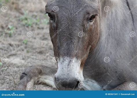 Sad Donkey Stock Image Image Of Donkey Gray Animal 80361341