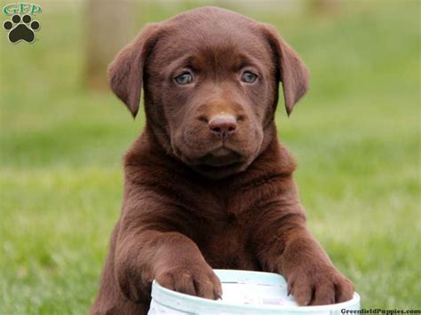 Browse thru labrador retriever puppies for sale in missouri, usa area listings on puppyfinder.com to find your perfect puppy. 25 Wonderful Chocolate Labrador Retriever Dog Pictures And Images