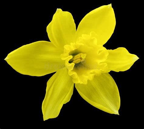 Yellow Daffodil Flower On Black Isolated Background With Clipping Path