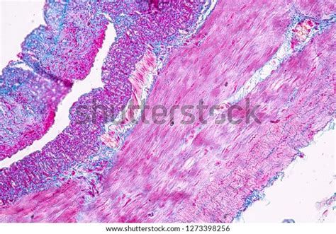 Tissue Stomach Under Microscopic Physiology Stomach Stock Photo