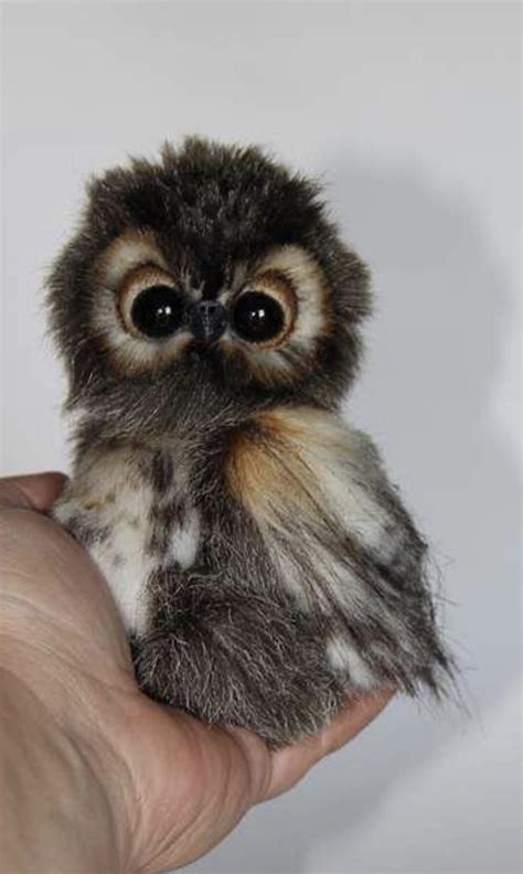 I Never Knew Baby Owls Are So Cute Raww