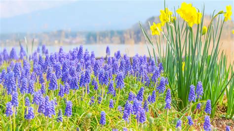 Blue Spring Flowers Stock Image Image Of Light Bloom 55289253