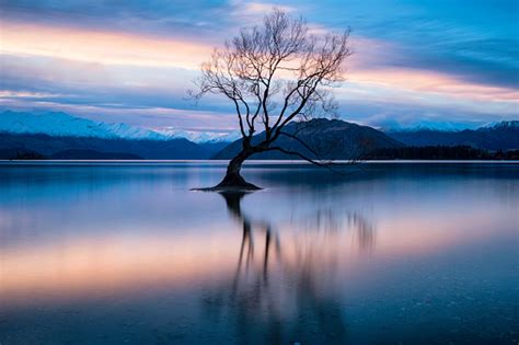 The Tree At Lake Wanaka New Zealand Stock Photo Download Image Now