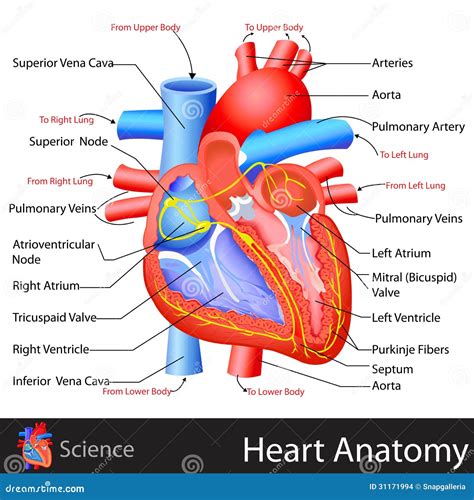 Anatomy Of Heart Stock Vector Illustration Of Circulation 31171994