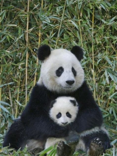 Mother And Baby Panda Special Things Pinterest