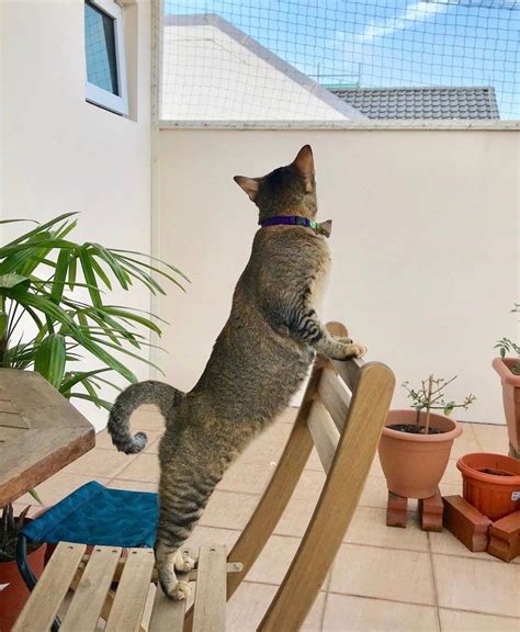 Cat Safety Cat Proof Your Balconies — The Cat People Sg Cat Proof