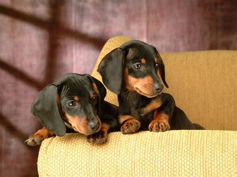 Pin By Katherine Everhart On For Baylee Dachshunds Dachshund