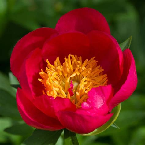 paeonia flame pivoine hybride vivace compacte à fleurs simples rouge à rose incandescent
