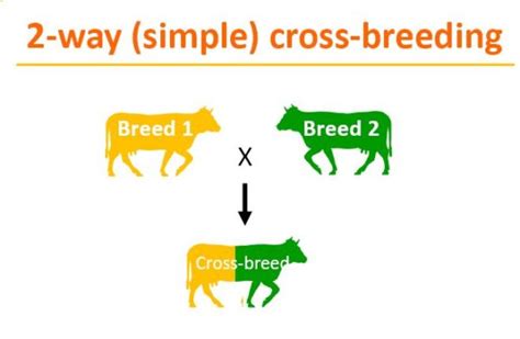 Cross Breeding And Grazing Management Encyclopedia Pratensis