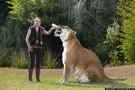 Hercules 922 Pound Liger Is The World S Largest Living Cat Photos