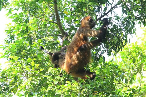 Spider Monkey Free Stock Photo Public Domain Pictures