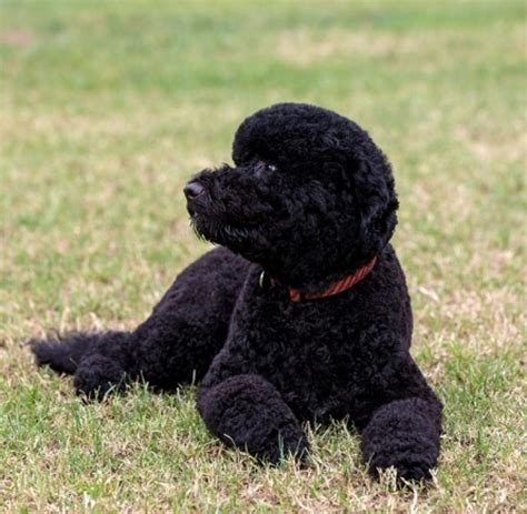 Obamas hund bo ist an krebs gestorben. Weißes Haus: Sunny - Zweiter Hund zieht bei den Obamas ein ...