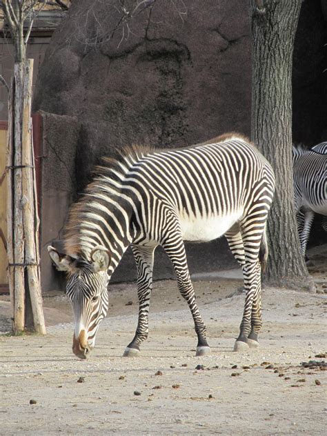 Zebra Free Stock Photo Public Domain Pictures