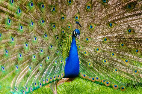 Peacock Peacock Mathias Appel Flickr