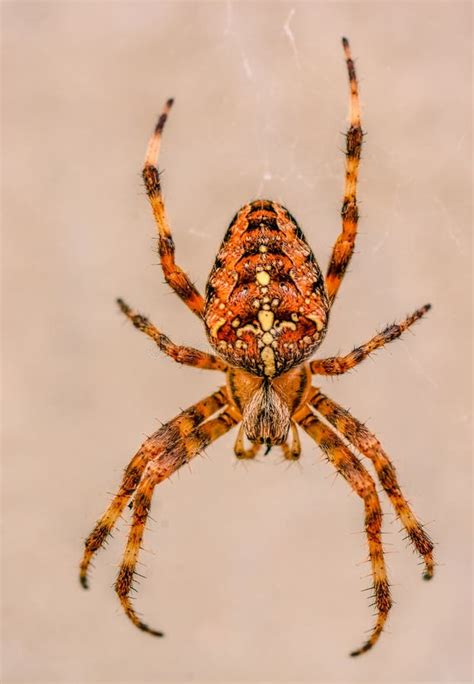 Orange Garden Spider Stock Image Image Of Wildlife Orange 21250063