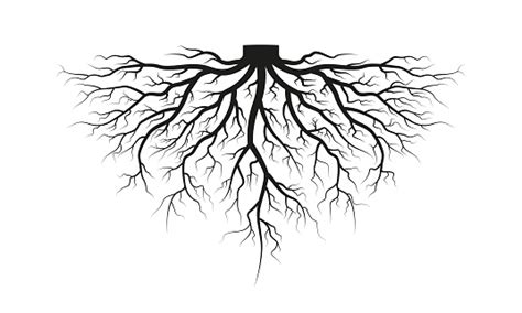 Root Of The Tree Black Silhouette Vector Illustration Tree