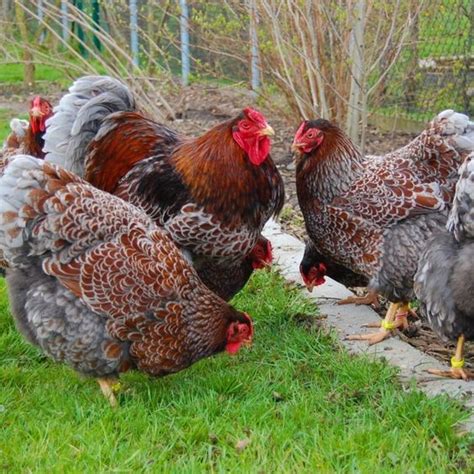Wyandotte chickens have been a staple of american homesteads and backyards for well over a century. Blue laced Wyandottes. Thanks to Terry Beebe for the pic ...