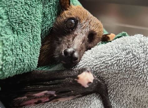 Elderly Bat With Arthritis Gets Help From Caregivers And Its Adorable