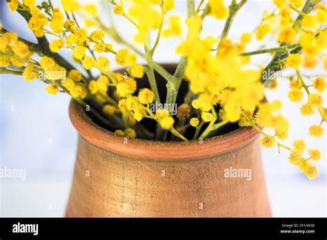 A Bouquet Of Yellow Mimosa Flowers In A Brown Clay Vase Yellow Spring