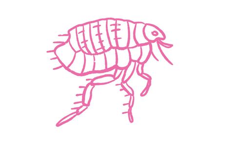 Ten Legged Fleas Drawing